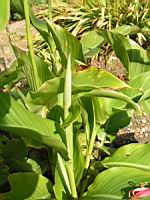 Canna Indica (fam Cannacees) (Am. tropicale) (5) (Photo F. Mrugala)